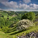 1505 The Last May Tree Chris Gilbert, Ravenseye Gallery, Peak District, Photographs, Courses